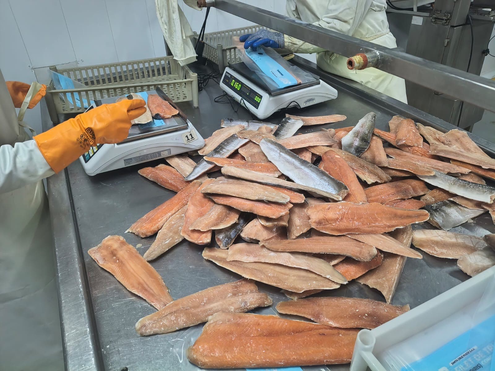 Pesaje y envasado de filetes de trucha en la planta, con balanza por unidad